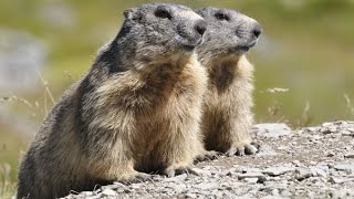 Ardèche  Les Marmottes Mont Mezenc [upl. by Navlys]