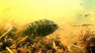 Laetacara dorsigera natural biotope  Argentina Fish  Iberas  Lagoon [upl. by Aryt]