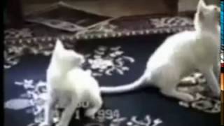 gatti divertenti video divertente animali divertenti  Grazie [upl. by Weixel]