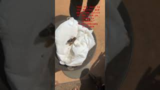 Cicada Killer Wasp shorts [upl. by Keryt]