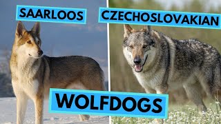 Saarloos Wolfdog vs Czechoslovakian Wolfdog  Dog Breed Comparison [upl. by Ecinhoj922]