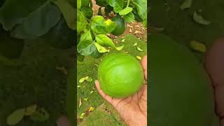 Seedless lemonplantsgarden shortsvideo [upl. by Winchell]