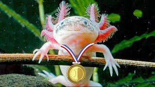 Axolotl Olympics [upl. by Leann]