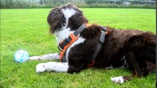 Border Collie x Springer Spaniel first time off lead in over a year [upl. by Lucilla478]