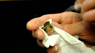 Baby dormouse being fed [upl. by Loram]