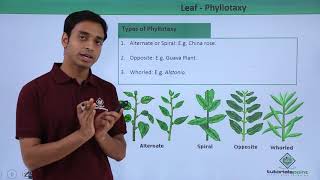 Class 11th – Leaf – Phyllotaxy  Morphology of Flowering Plants  Tutorials Point [upl. by Arebma]