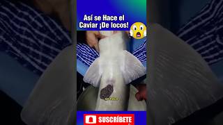 😱¿Cómo se hace el Caviar caviar pesca marina marino mare marisco turismo sabiasque [upl. by Liahkim]