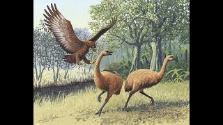 The Moa  Giant Birds of Old New Zealand [upl. by Weylin340]