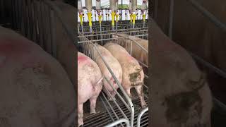 Double Trouble Two Pigs Trying to Squeeze Into One Cage [upl. by Dumah702]