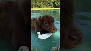 Highland cow and the duck near the pond duck toocute cow [upl. by Ignace946]