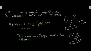 Ligases Adaptors and linkers [upl. by Enar]