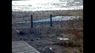 GAVIOTAS EN EL MAR CAMBRILSAVI [upl. by Banky202]