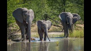 Group of African elephants drinking from river [upl. by Jeromy]