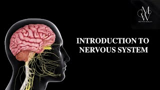 INTRODUCTION TO NERVOUS SYSTEM ANATOMY 🧠 [upl. by Eolhc19]