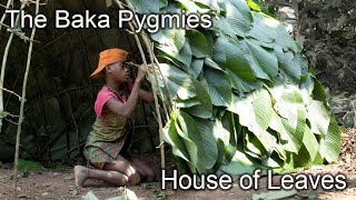 Amazing Home of Sticks and Leaves  Baka Pygmy Hut [upl. by Edme]