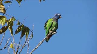 Blueheaded parrot Pionus menstruus Maitacadecabeçaazul Schwarzohrpapagei Pione à tête bleue [upl. by Engamrahc]