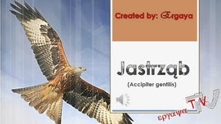 Jastrząb jastrząb gołębiarz Accipiter gentilis [upl. by Paryavi]