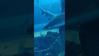 Tiburones en el Dubai Aquarium amp Underwater Zoo shorts [upl. by Chaddy]