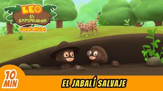 El Jabalí Salvaje Español  Leo El Explorador Episodio  Animación  Familia  Niños [upl. by Michail560]