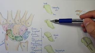 Scaphoid fracture explained [upl. by Mundy452]