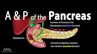 Anatomy and Physiology of the Pancreas Animation [upl. by Dove110]