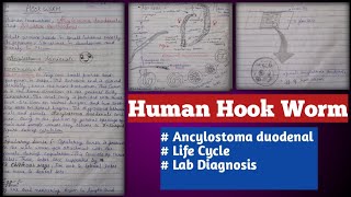 human hookworms  Ancylostoma duodenale and necator americanus [upl. by Gifford884]