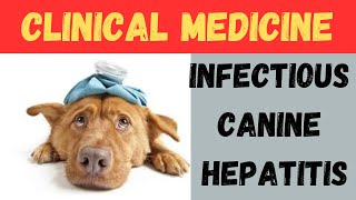 Rubarth Disease  Canine Hepatitis [upl. by Magan208]