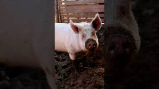 Amazing Facts About Pigs  Discover the Intelligence and Social Life of These Farm Animals [upl. by Ecnerret]