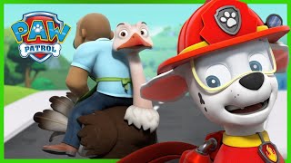 Pieski ratują pierzastych przyjaciół Alexa  Psi Patrol PAW Patrol po polsku [upl. by Mazman895]