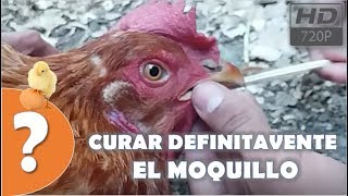 ¿Como curar el moquillo a un Gallo o Gallina NUEVO METODO Saludos [upl. by Nosirb19]