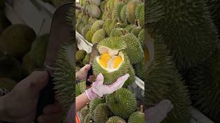 The Most Popular Durian Store in Malacca Malaysia  Fruit Cutting Skills [upl. by Ecnarepmet]