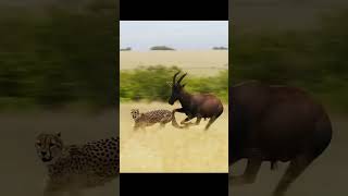 Cheetah Bang on his Hunt  Fast cheetah  dreamfun shorts ytviral ytshorts [upl. by Yeliah]