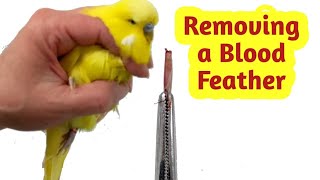 How to Remove a Broken Blood Feather [upl. by Nirat394]