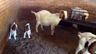 Cabras boer de Criadero Montero en Puebla México [upl. by Vilhelmina]