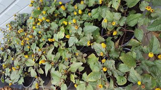 Acmella Spilanthes Bullseye Toothache Plant Review [upl. by Theone873]