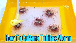 How to culture tubifex worms  Culturing Tubifex At Home [upl. by Damita]