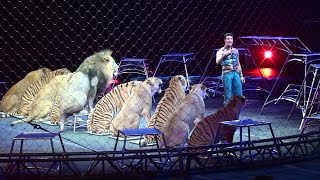 Ringling Brothers Big Cats Tigers and Lions show [upl. by Annaynek]