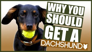 DACHSHUND 5 Reasons Why YOU SHOULD GET a Dachshund Puppy [upl. by Aphrodite899]