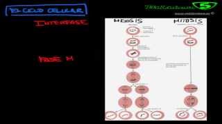 MITOSIS Y MEIOSIS EL CICLO Y LA DIVISION CELULAR [upl. by Retsevlys]