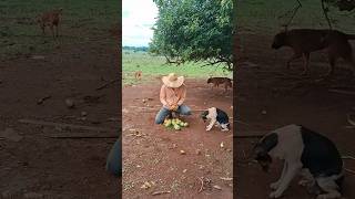 Severino ridico humor videos videoengraçado humor nature vidanaroça fazendadegado sitio [upl. by Yrmac509]