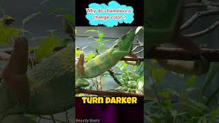 Why do chameleons change color   animals facts animals wildlife [upl. by Elahcim]