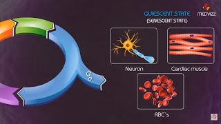 Cell cycle checkpoints and regulation Animation [upl. by Alarise]