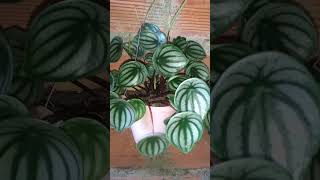 plantsplantasdecasafloresplantasflowerplantsloverjardinطوابقshortsyoutubeshortszeminler [upl. by Maher]