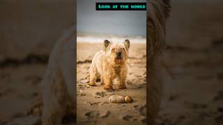 Cairn Terrier The Ultimate Companion [upl. by Eissat]