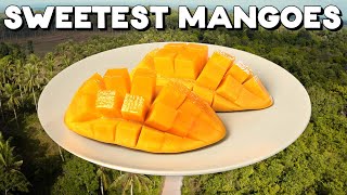 The Sweetest Mangoes In the World [upl. by Nysa980]