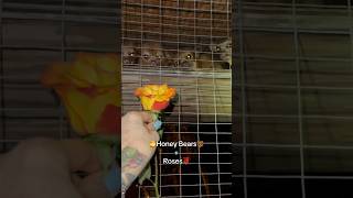 Honey Bears and Rose Enrichment 🌹 Extended version posted✨ animals kinkajou [upl. by Adnawot591]