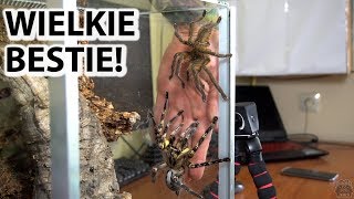 KOPULACJA Poecilotheria ornata ALE SPRINTER 😂 [upl. by Ennirroc]