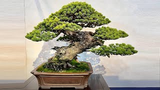 30 Best Plants for Bonsai  Best Trees for Bonsai Art  Plant and Planting [upl. by Acinomed]