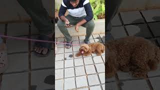 Dog Show In Vijayawada doglover pets vijayawada [upl. by Menard643]