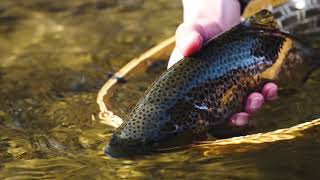 Fly Fishing in Poland Dunajec River fishing [upl. by Docile113]